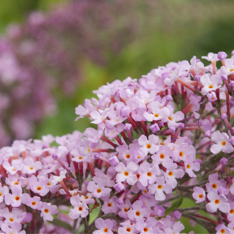 Buddleja davidii 'Pink Delight' 9cm/1L -