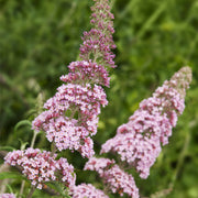 Buddleja davidii 'Pink Delight' 9cm/1L -