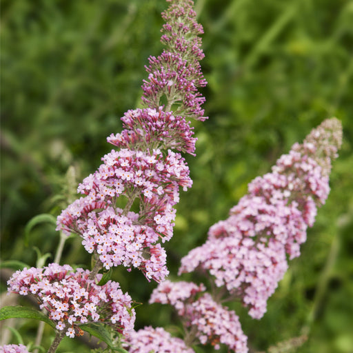 Buddleja davidii 'Pink Delight' 9cm/1L -