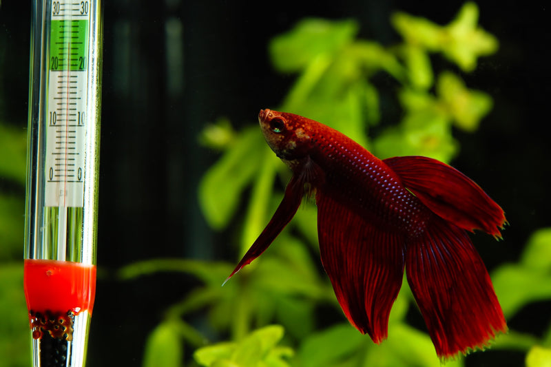 Aquarium Thermometer - Animals & Pet Supplies > Pet Supplies > Fish & Aquatic Supplies > Aquarium Temperature Controllers OTHER