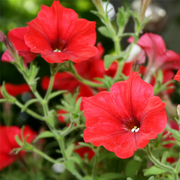 Petunia 'Trailing Surfinia Red' 9cm -