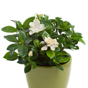 Gardenia Jasminoides | 1.5L Growers Pot -