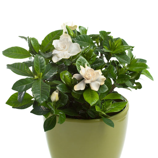 Gardenia Jasminoides | 1.5L Growers Pot -