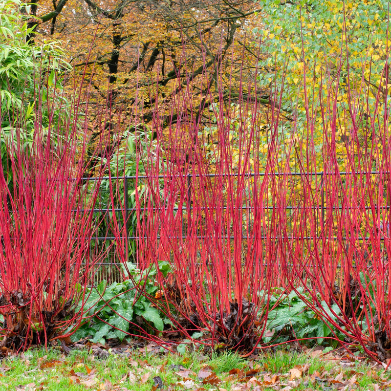 Cornus 'Sibrica' (Siberian Dogwood) 2L -
