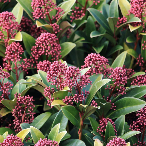 Skimmia japonica Rubella (Including Gift Wrap) -