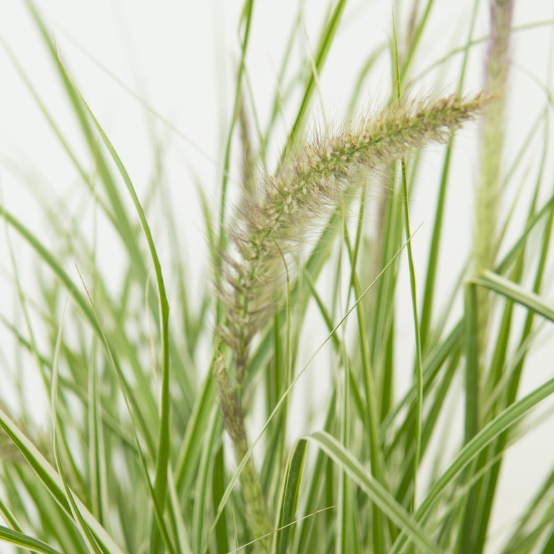 Pennisetum 'Sky Rocket' Ornamental Grass -