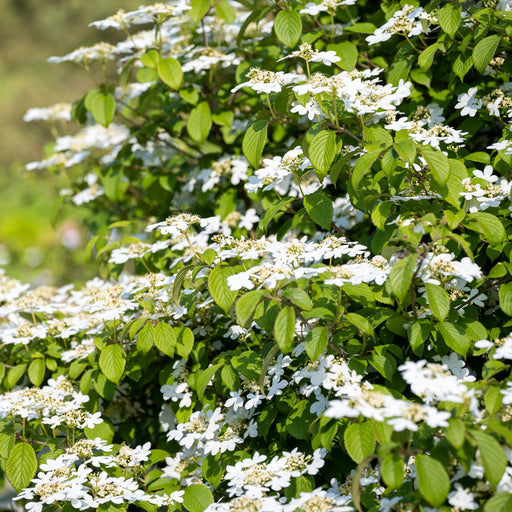 Viburnum pilcatum 'Watanabe' - Japanese Snow Bush 3L -
