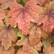 Heucherella 'Sweet Tea' 2L -