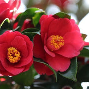 Camellia japonica 'Dr Burnside' 40-50cm -