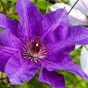 Clematis 'The President' 60cm -