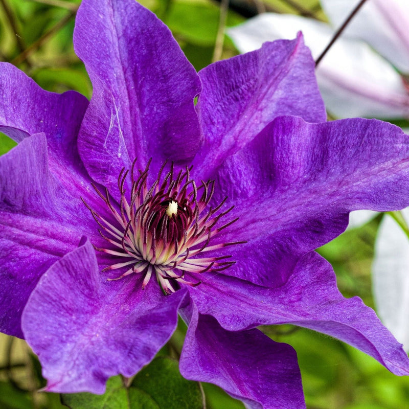 Clematis 'The President' 60cm -