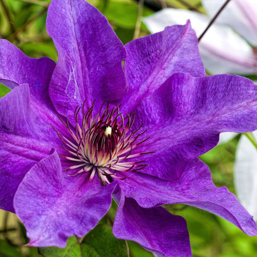 Clematis 'The President' 60cm -