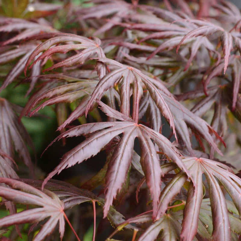 Acer palmatum 'Trompenburg' 3L (80cm) -