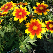 Coreopsis 'Uptick Gold and Bronze' 9cm/2L -
