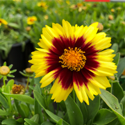 Coreopsis - Uptick Yellow and Red 3L -