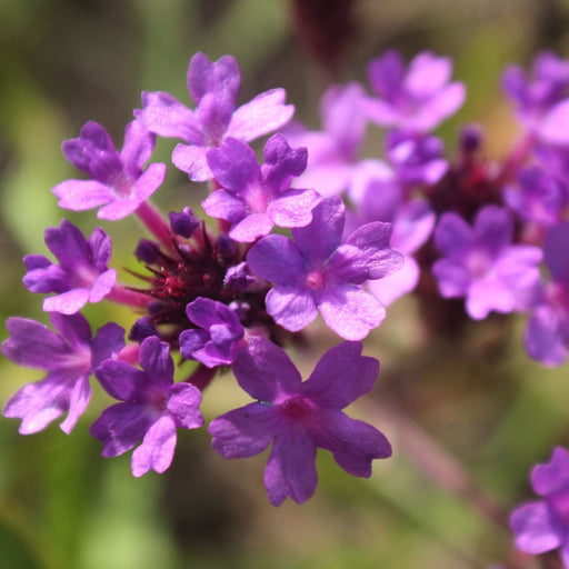 Verbena 'Rigida' 9cm/1.5L/2L -