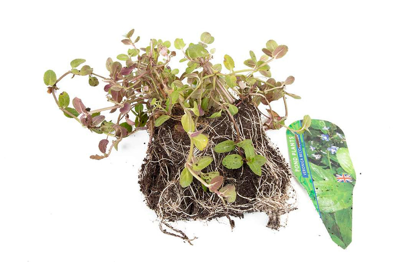 Premium Pond Starter Packs - Pond topup Packs - Oxygenating - Compost and Pots