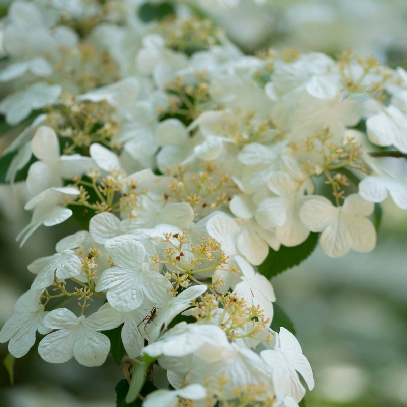 Viburnum pilcatum 'Watanabe' - Japanese Snow Bush 3L -