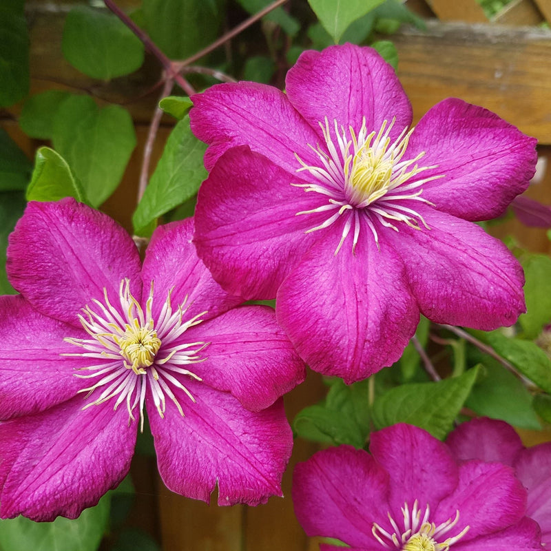 Clematis 'Ville de Lyon' 60cm -