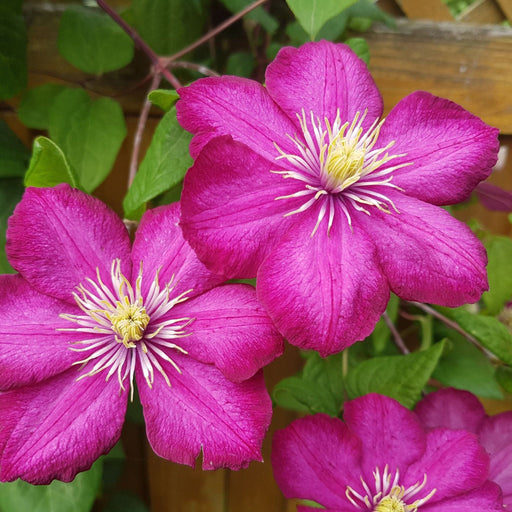 Clematis 'Ville de Lyon' 60cm -