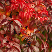Parthenocissus quinquefolia 'Virginia Creeper' 2L -