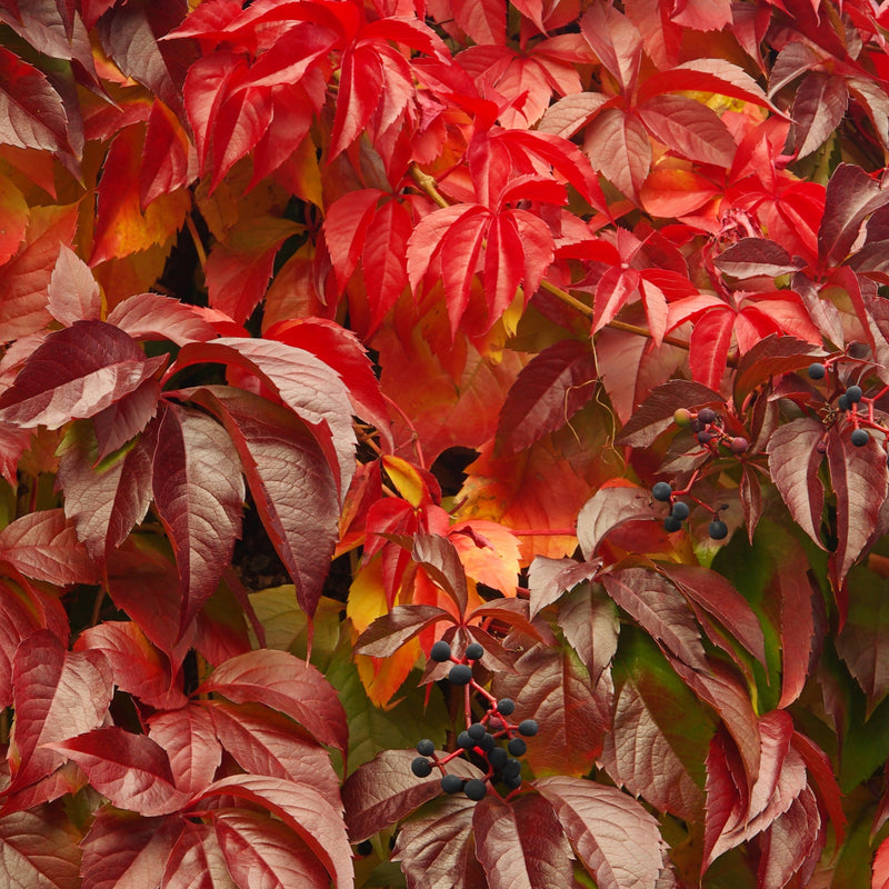 Parthenocissus quinquefolia 'Virginia Creeper' 2L -
