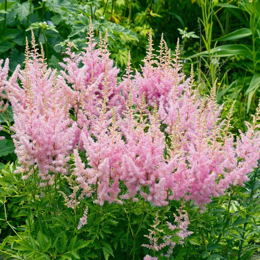 Astilbe 'Vision Inferno' Pink - 1.5L -