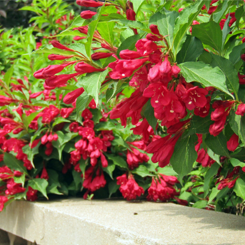 Weigela Florida - Red Prince 9cm / 1L / 2L -