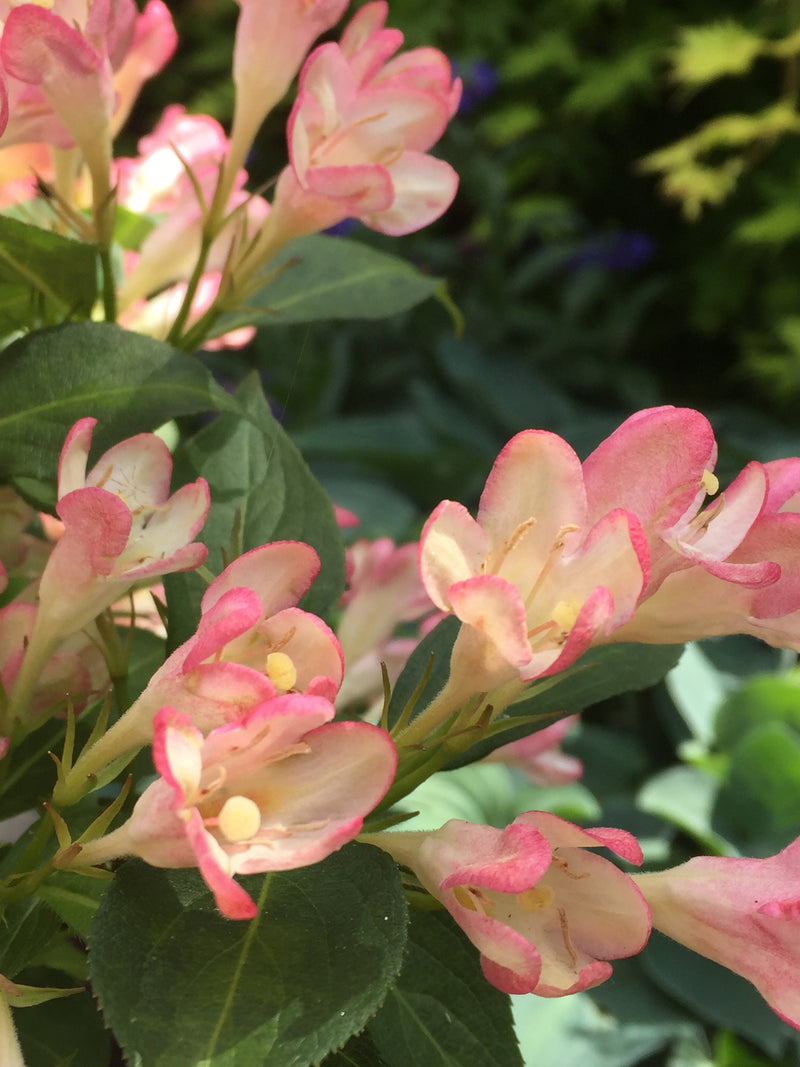 Weigela 'All Summer Peach' 9cm - Home & Garden > Plants > Indoor & Outdoor Plants > Bushes & Shrubs