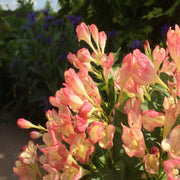 Weigela 'All Summer Peach' 9cm - Home & Garden > Plants > Indoor & Outdoor Plants > Bushes & Shrubs