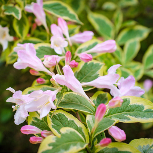 Weigela florida. 'Sunny Fantasy' 3L (80-90cm) -