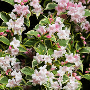 Weigela florida. 'Sunny Fantasy' 3L (80-90cm) -