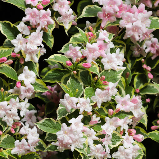 Weigela florida. 'Sunny Fantasy' 3L (80-90cm) -