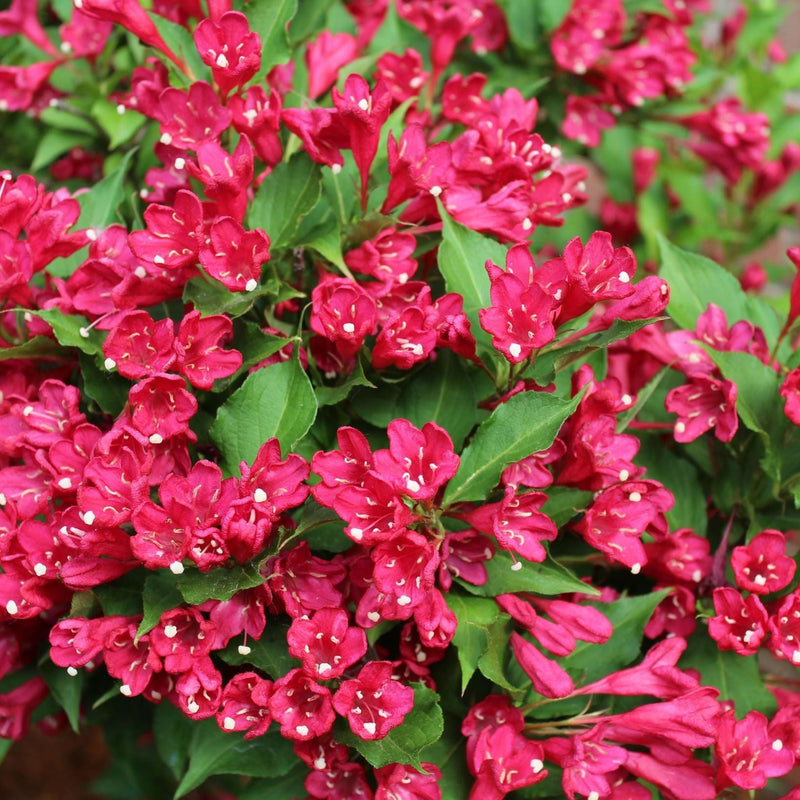 3 x Mixed Weigela 9cm - Home & Garden > Plants > Indoor & Outdoor Plants > Bushes & Shrubs