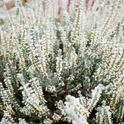 Calluna Heather White (9cm Pot) -