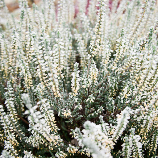 Calluna Heather White (9cm Pot) -
