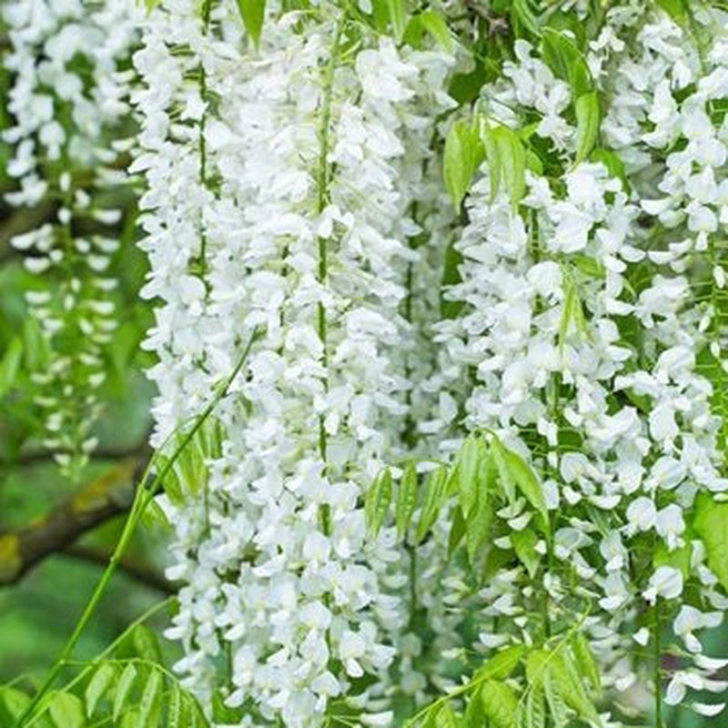Wisteria sinensis 'Alba' (White) 60cm -