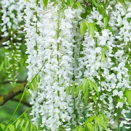 Wisteria sinensis 'Alba' (White) 60cm -