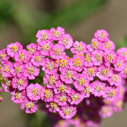 Achillea 'Summer Pastels' 9cm -
