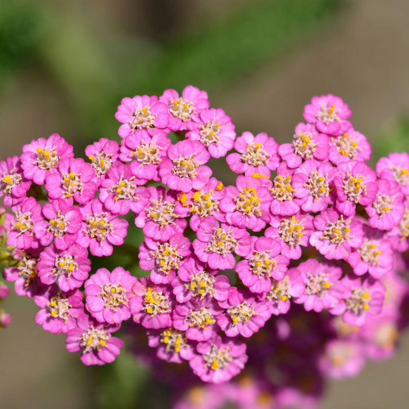 Achillea 'Summer Pastels' 9cm -
