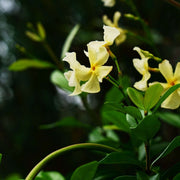 Trachelospermum jasminum 'Star of Toscana' (Yellow Evergreen Star Jasmine)