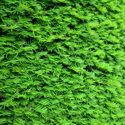 Yew Hedging - Taxus Baccata 9cm/2L -